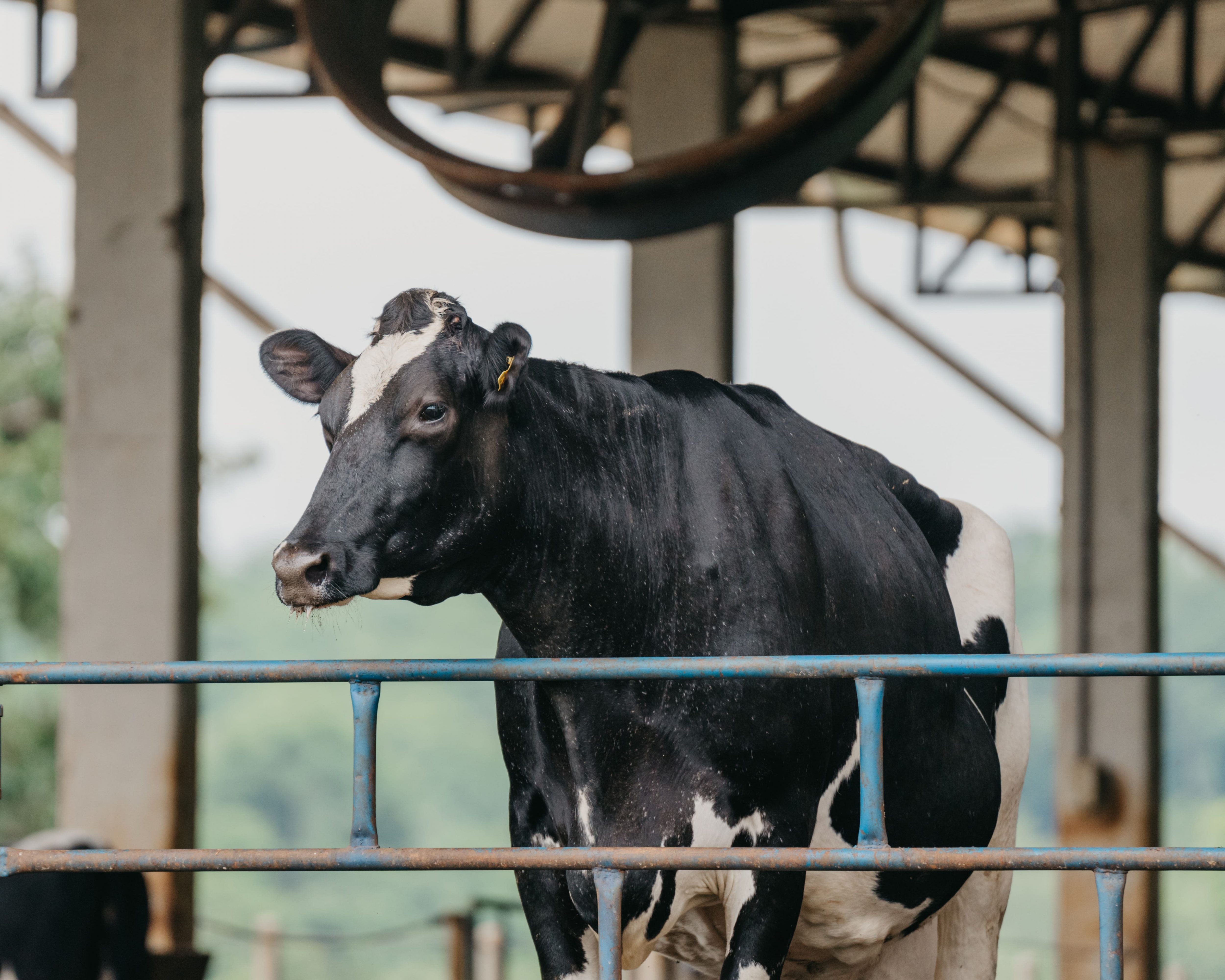 241212_Campo_Nutrição_ART_-100 (1)