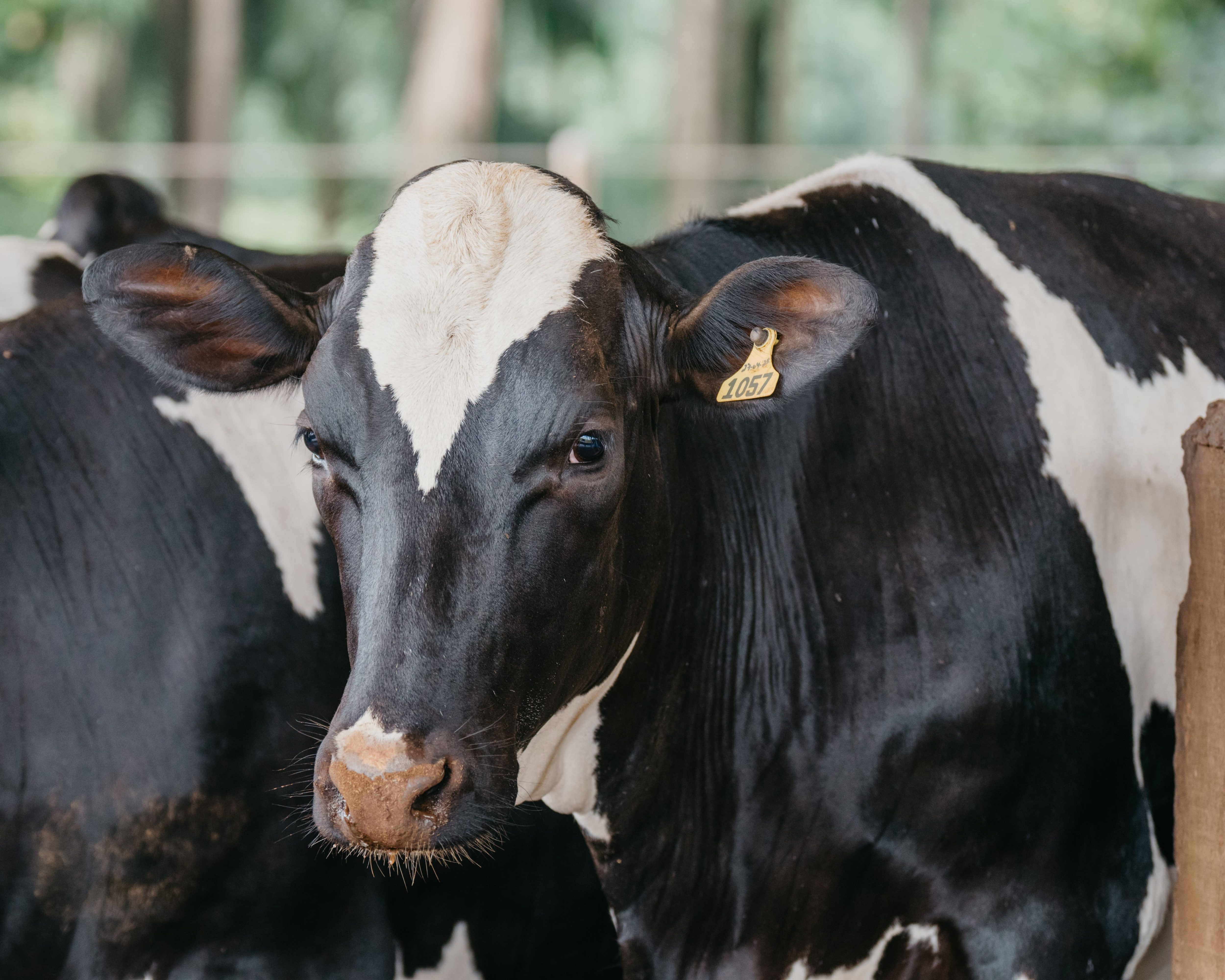 241212_Campo_Nutrição_ART_-102 (1)