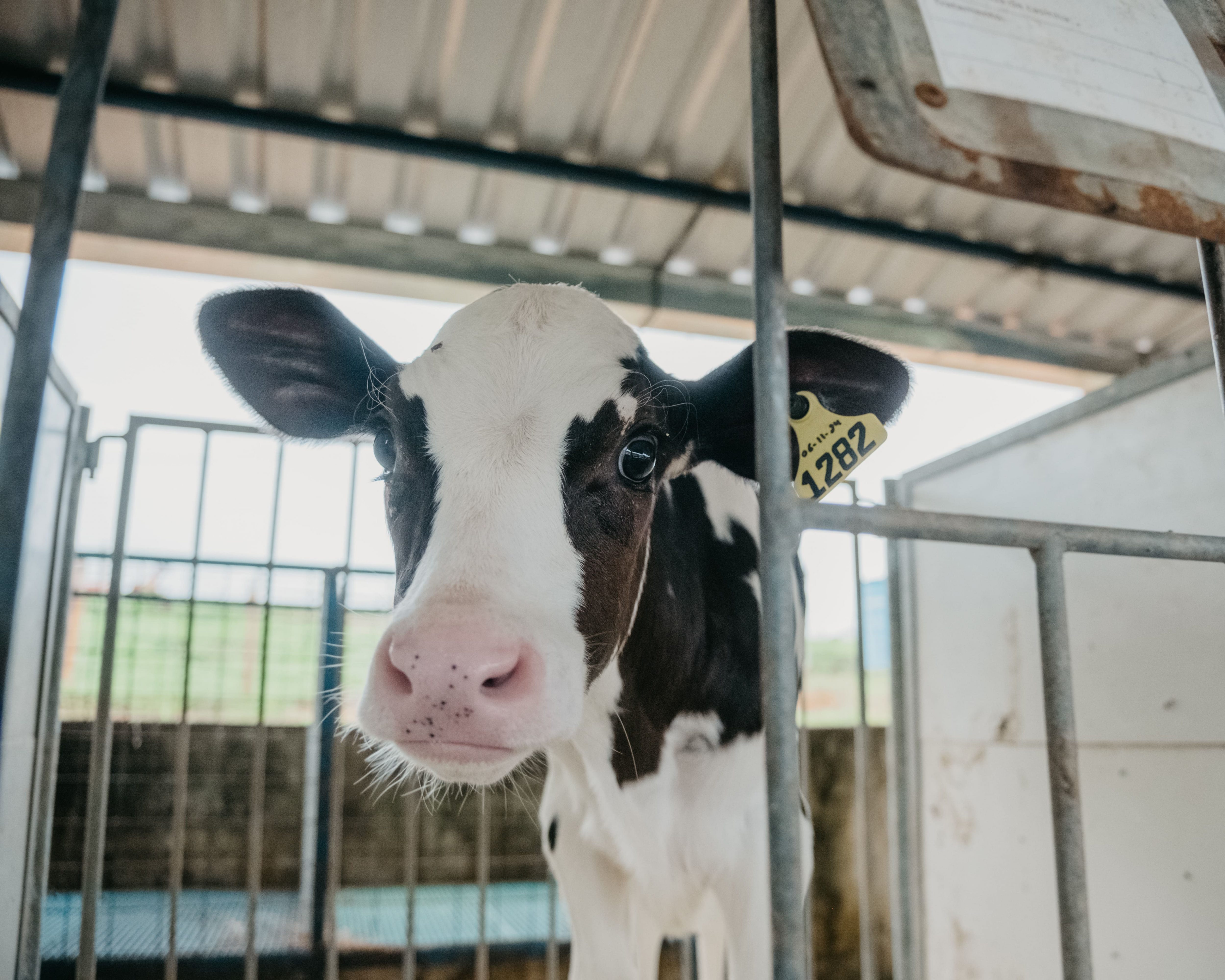 241212_Campo_Nutrição_ART_-106 (1)