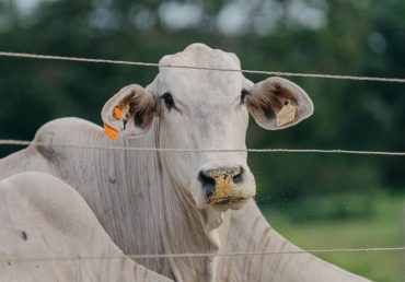 Suplementação com Ureia: vantagens para nutrição e redução de custos de produção